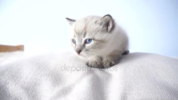 Küçük kedi yastık üzerinde — Stok video