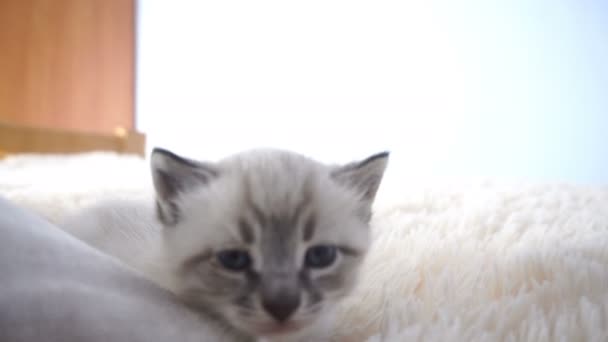 Beetje grijs kitten liggend op zachte deken — Stockvideo