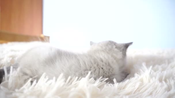 Kitten met blauwe ogen — Stockvideo