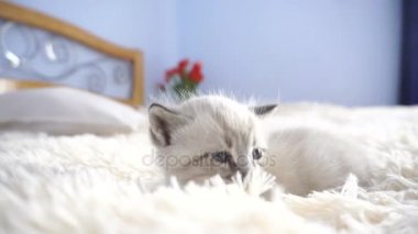 kabarık bir battaniye üzerinde küçük beyaz kedi