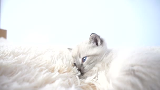 Pequeño gatito esponjoso en una manta — Vídeo de stock