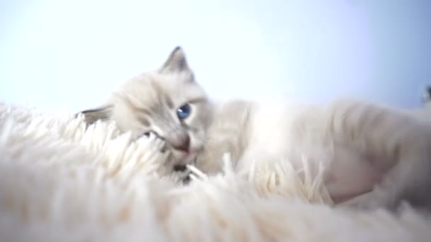 Gatito pequeño acostado en la manta blanca — Vídeos de Stock