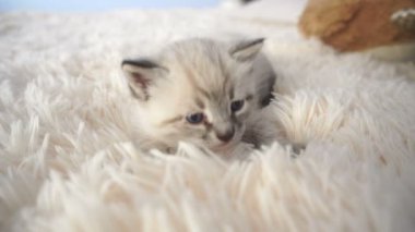 bir paket üzerinde kabarık küçük kedi yavrusu