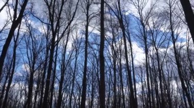 taç yapraklar olmadan