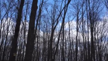 Yapraksız ağaçlar