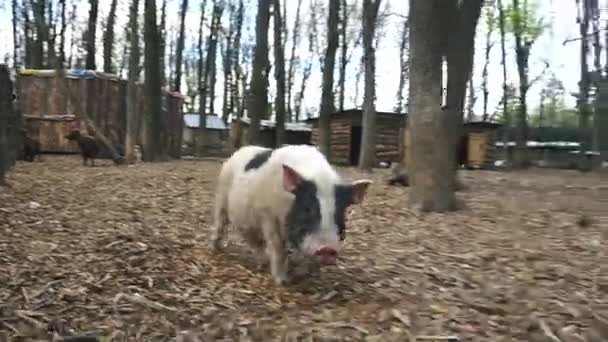 Пятнистая свинья ходит по улице — стоковое видео