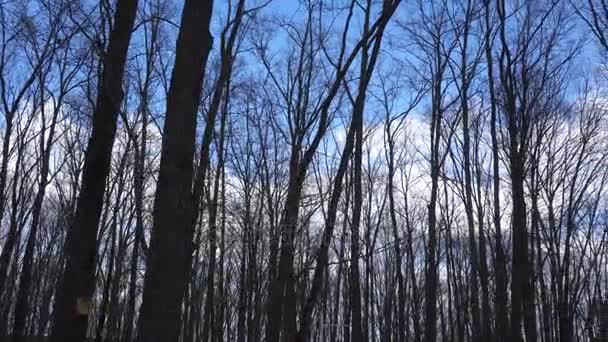 Деревья без листьев — стоковое видео