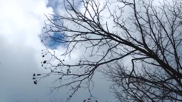 เมฆที่สวยงามในท้องฟ้าสีฟ้า — วีดีโอสต็อก
