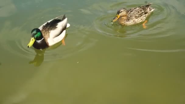 Две утки плавают в озере — стоковое видео