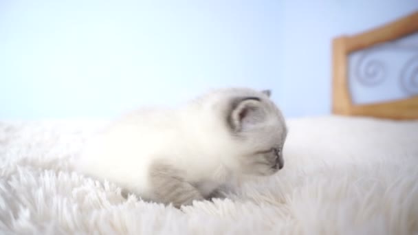 Piccolo gattino a letto — Video Stock