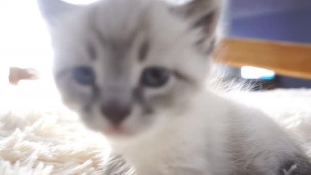 Kitten sitting on fluffy blanket — Stock Video