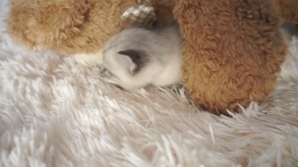 Pequena gatinha sob o ursinho de pelúcia na cama — Vídeo de Stock