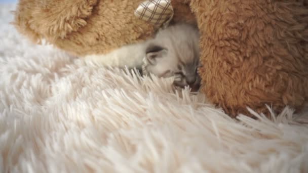 Little kitten sleeps on a fluffy blanket — Stock Video