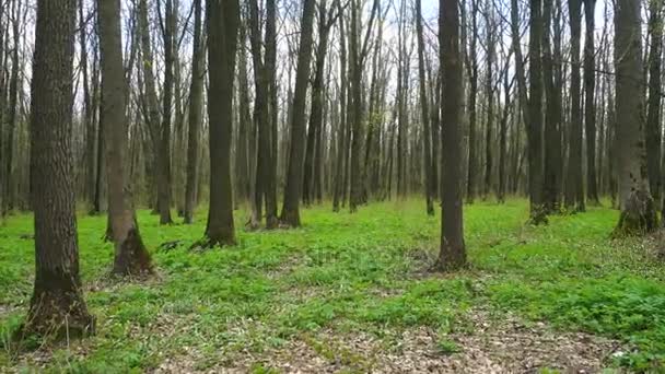 Bosque con árboles sin follaje — Vídeos de Stock