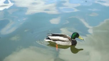 ördekleri temiz denizinde yüzerim