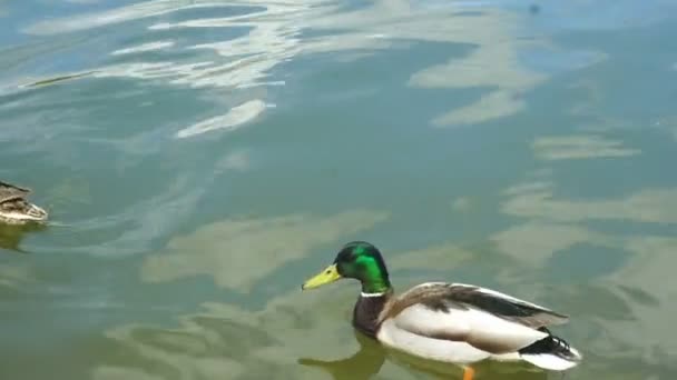 Los patos nadan en el lago — Vídeos de Stock