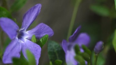 Mor çiçek rüzgardan taşır
