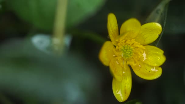 Yellow flower moves from the wind — Stock Video
