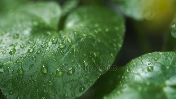 Gotas de orvalho em folhas verdes — Vídeo de Stock