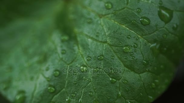 Dew drops on green leaves — Stock Video