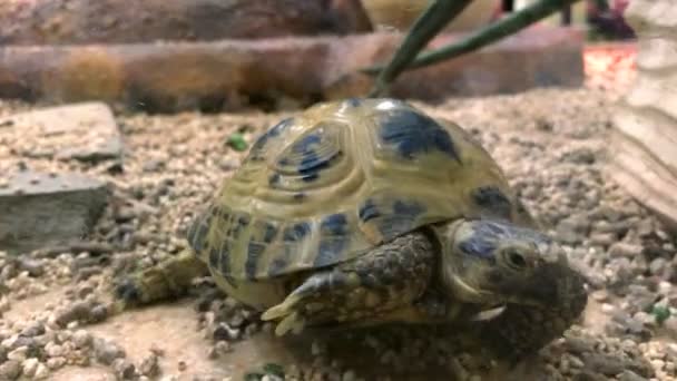 Turtle walks on the gorund — Stock Video