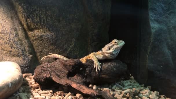 Lizard on a rock — Stock Video