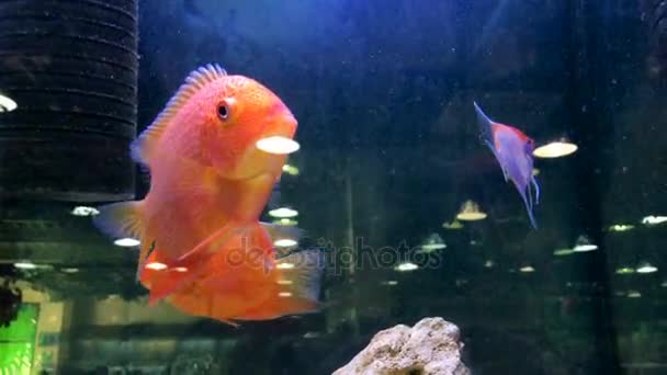 Aquarium de poissons exotiques nager — Video