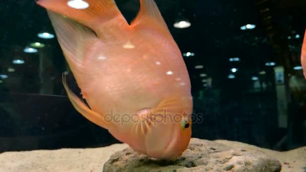 Exotische Fische schwimmen im Aquarium — Stockvideo