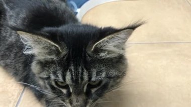 cat Maine Kun
