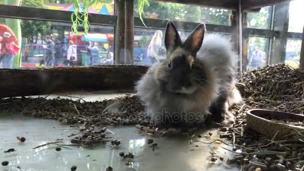 クローズ アップ ホームかわいいウサギ — ストック動画