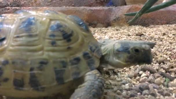 The tortoise creeps in Aviary — Stock Video