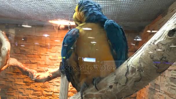 Um grande papagaio bonito ARA — Vídeo de Stock