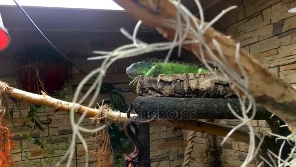 Egzotik yeşil iguana — Stok video