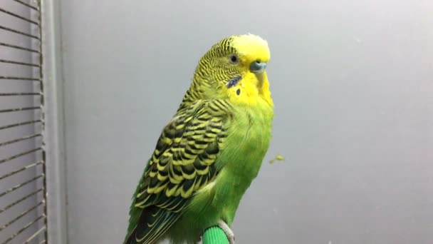 Green Parrot sits on a Crossbeam — Stock Video