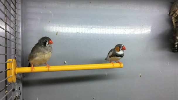 Pajaritos sentados en el bar — Vídeos de Stock