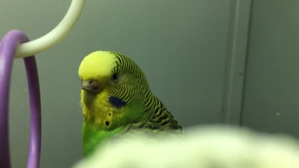 Portrait of yellow green Parrot — Stock Video