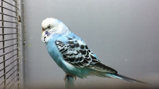 Blue Parrot sitter på ställningar — Stockvideo