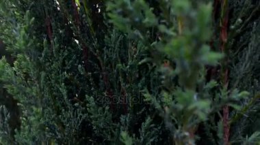 Rüzgar yeşil çim hamle