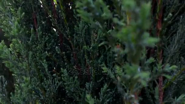 herbe verte se déplace du vent 