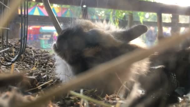 Schattige kleine konijn water drinkt — Stockvideo