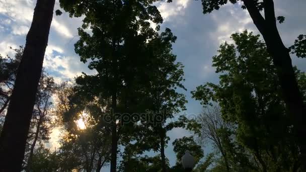 Schöner Himmel und Baumwipfel — Stockvideo