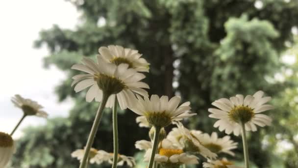 Beautiful summer flowers Chamomile — Stock Video