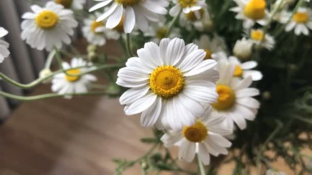 Hermosas flores de verano manzanilla — Vídeos de Stock