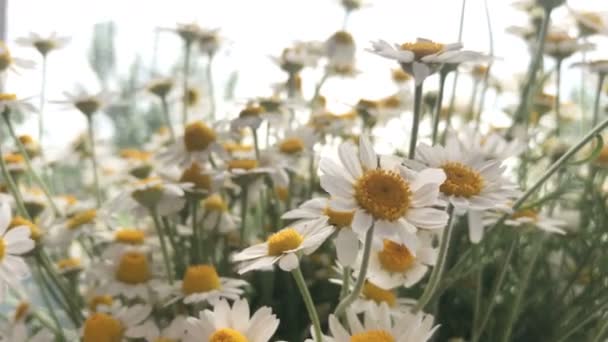 Hermosas flores de verano manzanilla — Vídeo de stock