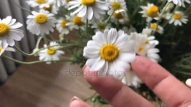 güzel yaz çiçek papatya