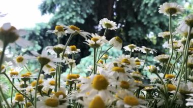 güzel yaz çiçek papatya