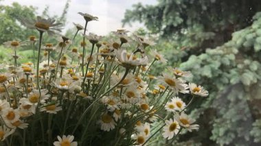 güzel yaz çiçek papatya