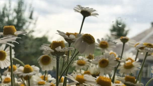 Bellissimi fiori estivi Camomilla — Video Stock