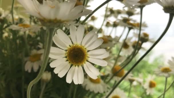 Mooie zomerbloemen kamille — Stockvideo