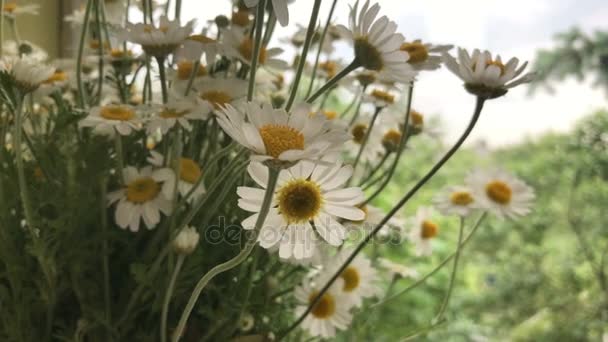 Όμορφο καλοκαίρι λουλούδια χαμομηλιού — Αρχείο Βίντεο